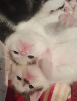 BKH/ Mainecoon Kitten - Kamen