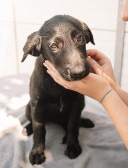 Labrador Welpe Raven - Ellerbek
