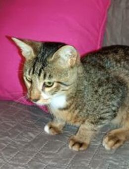 Giannis alias Willy Zuhause gesucht - Garbsen