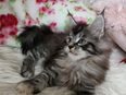 =^..^=Bezaubernde Maine Coon kitten mit Stammbaum aus seriöser Zucht =^..^= in 57319