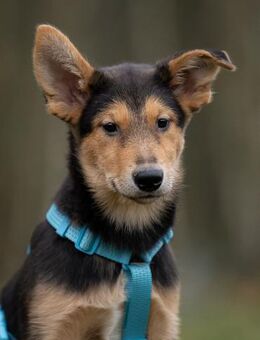 Fröhlicher Nordik sucht sein Zuhause - Duisburg