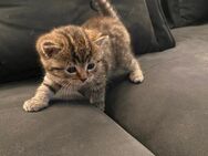 Katzenkinder 🐱❣️ Kitten - Reinbek