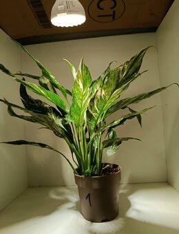 Spathiphyllum Diamond Variegata - Rietberg