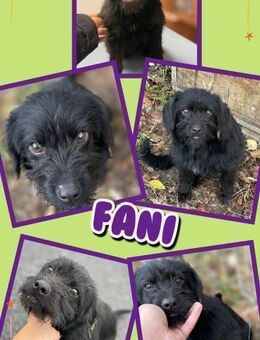 kleine Hündin Fani möchte ins Warme - Nürnberg