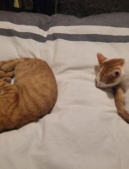 Babykatzen abzugeben - Gmund (Tegernsee)