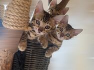 Zauberhafte Bengal Babys suchen ein neues Zuhause - Chemnitz