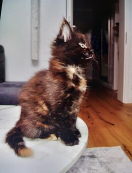Wunderschöne Maine-Coon kitten - Bielefeld