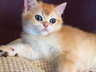 Bkh Kater reinrassig black golden shell - Stuttgart