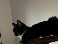 Hauskatze "Nayla" 8 Monate - Hamburg Bergedorf
