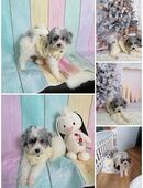 Reinrassige Zwergpudel und Toypudel Welpen in 80331