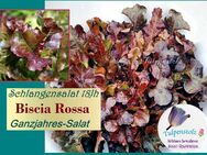 ♥ Schlangensalat Biscia Rossa rot Batavia Salat Samen,18 Jh Tulpenstolz,Ganzjahresalat,Wintersalat,alte Sorte, samenfest,Gemüse Garten.,Saatgut - Hamburg