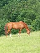 Staatsprämienstute,Fuchs, Quaterback,Stute, Zuchtstute, Freizeitpferd in 09623