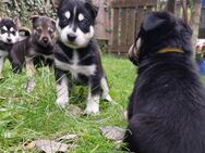 Niedliche Sebirian Husky mix.Welpen abzugeben - Westensee