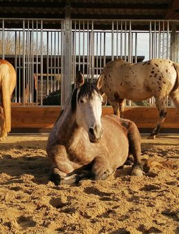 Pferderaufe & Heuraufe für Pferde, Futterraufen und Fressgitter mit Offenstall - Kolbingen