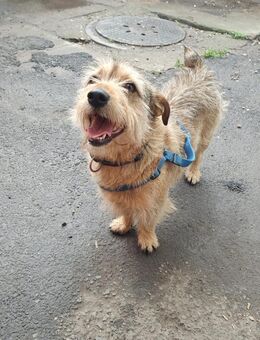 ZUZU, kleiner lieber Terrier-Mann sucht - Prien (Chiemsee)