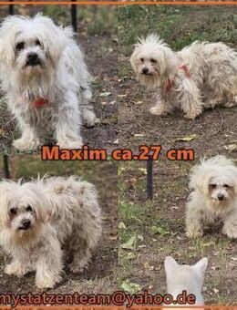 Maxim sucht ein ruhiges Zuhause - Schafflund