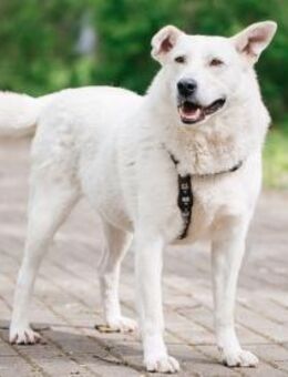 LOTUS - sucht ein Zuhause als Einzelprin - Mainhardt