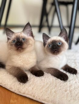 Siam kitten abholbereit - Aachen