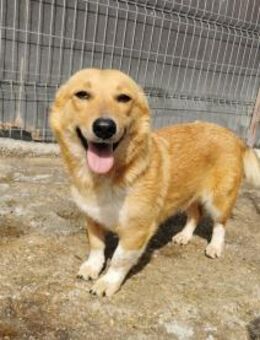 Junghündin Emma - Köln