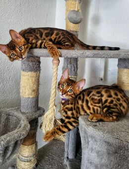 Bengal Kitten mit Stammbaum - Wuppertal