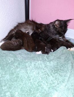 Meine coon Mix kitten - Kall