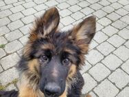 Schäferhundwelpen suchen ein neues Zuhause - Regen