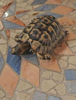 Tunesische Landschildkröten-Testudo Graeca Nabeulensis - Morsbach