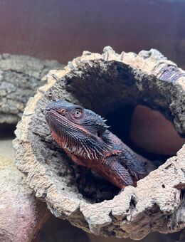 Bartagam Super Monster Red (mit Terrarium) - Köln