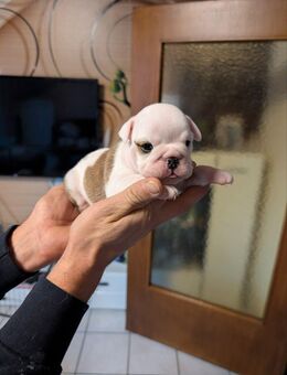 Old English Bulldog Puppies - Ibbenbüren