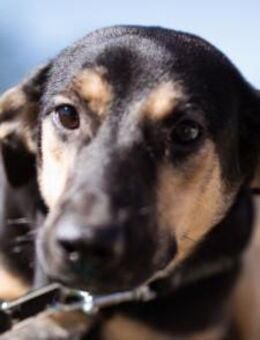 LISA💖kleine Terrier-Mix-Heldin - Hamburg