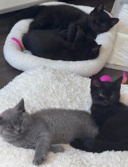 Zwei kitten suchen ein liebevolles Zuhause - Stuttgart