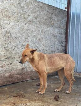 Junghündin JUNA sucht liebes Zuhause - Neuberg