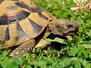 Griechische Landschildkröte zu vermitteln - Frankfurt (Main)