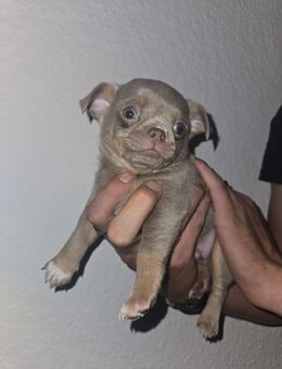 Chihuahua Welpen suchen zuhause - Rochlitz