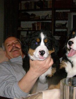 Berner-Sennenwelpen Wurfankündigung Mitte Januar 2026 - Dischingen