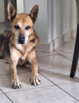 Angel - aus den Flammen gerettet - Mettmann