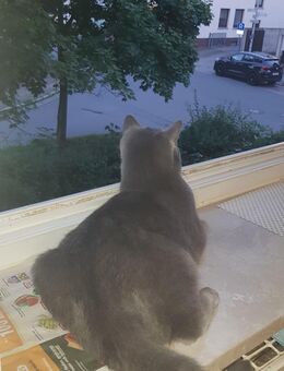 Bkh bleu Kater - Braunschweig
