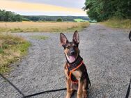 Welpe Schäferhund Malinois - Buchholz (Nordheide)