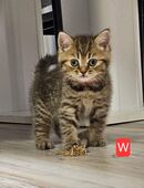 BKH Kätzchen in 48480