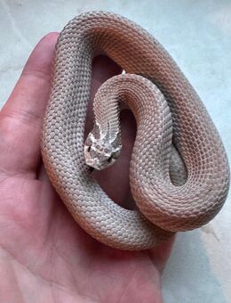 Hackennasennatter Weibchen abzugeben - Dortmund