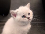 Britisch Kurzhaar Kitten - Burghausen