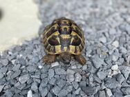 Griechische Landschildkröte ((hermanni böttgeri) abzugeben - Wietmarschen