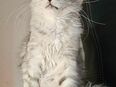 Wunderschöne Maine Coon Mädchen/ Reinrassig in 91555