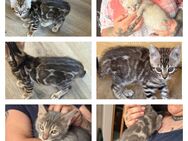 Bengal kitten 12 Wochen in tollen Farben Reinrassig Abgabebereit - Dortmund