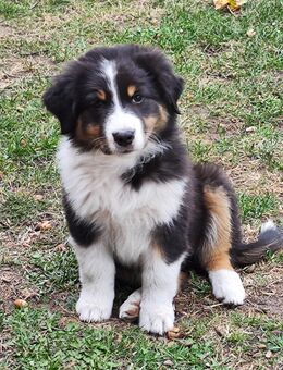 Australian Shepherd Welpen - Stemwede