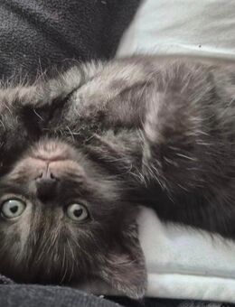 🐾 Süße Kitten suchen liebevolles Zuhause 🐾 - Höxter Zentrum