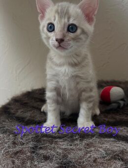 Snow Mink Bengal Kater besonder schön mit XXL Rosetten - Bad Oeynhausen