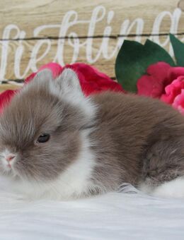 Echte Mini Löffelohr Zwergkaninchen Löwenköpfchen Löwenzwerg Löwenkopf - Bautzen