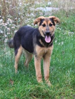 Lilly auf Familiensuche - Elmshorn