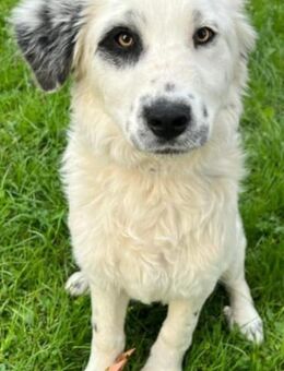 ELARA - liebt Menschen, freundlich - Linden (Hessen)